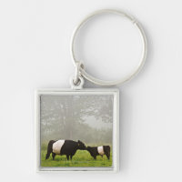 Misty scene of belted galloway cow mothering her