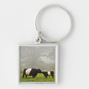 Misty scene of belted galloway cow mothering her key ring