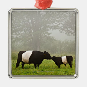 Misty scene of belted galloway cow mothering her metal ornament