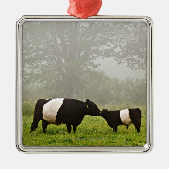 Misty scene of belted galloway cow mothering her metal ornament (Front)