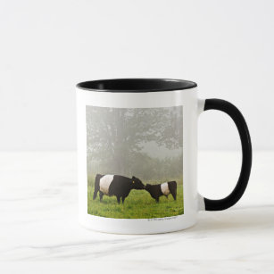 Misty scene of belted galloway cow mothering her mug