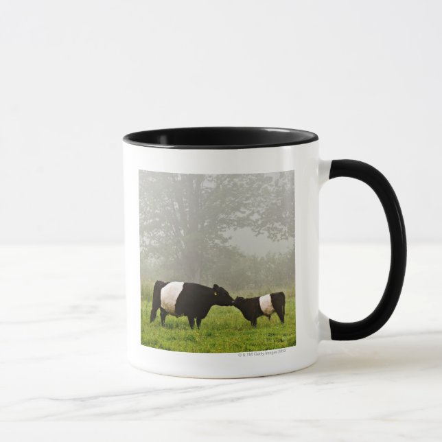 Misty scene of belted galloway cow mothering her mug (Right)