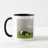 Misty scene of belted galloway cow mothering her mug (Left)