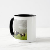 Misty scene of belted galloway cow mothering her mug (Front Left)