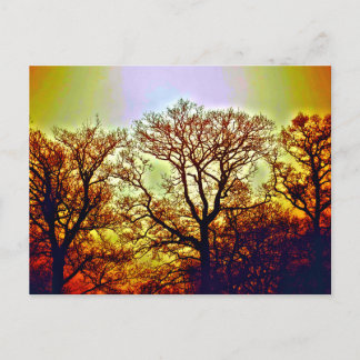 MISTY SUN TREES POSTCARD