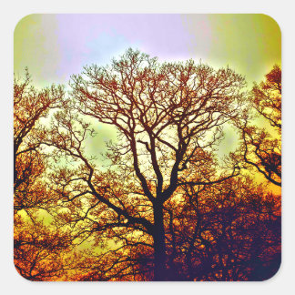 MISTY SUN TREES SQUARE STICKER