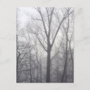 Misty Trees Grey Woodland Postcard