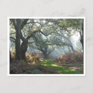 Misty Woodland Postcard
