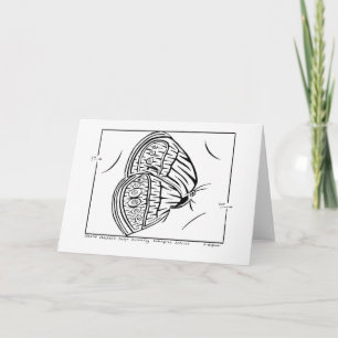 Mitchell's Satyr Butterfly Maze Greeting Card