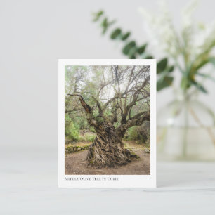 Mitera Olive Tree in Corfu Postcard