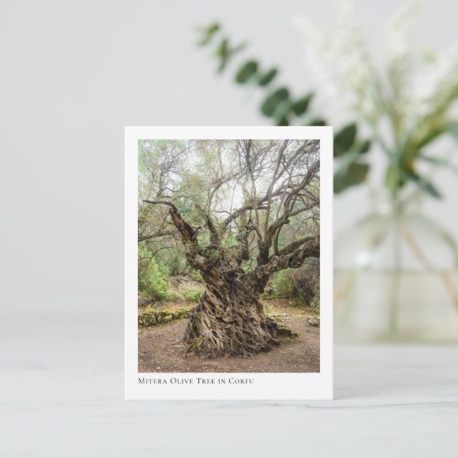 Mitera Olive Tree in Corfu Postcard (Standing Front)