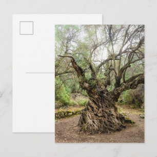 Mitera Olive Tree in Corfu Postcard (no text)