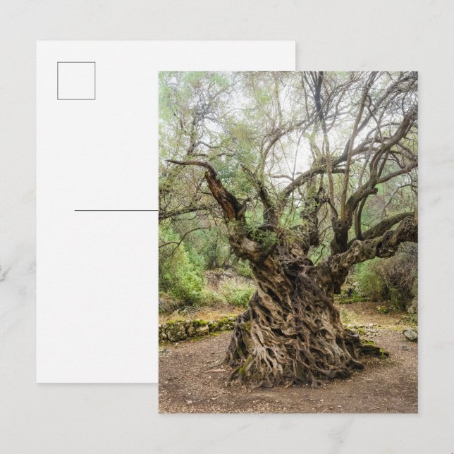 Mitera Olive Tree in Corfu Postcard (no text) (Front/Back)