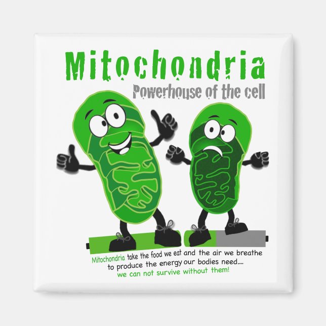 Mitochondria Powerhouse of the Cell Magnet (Front)