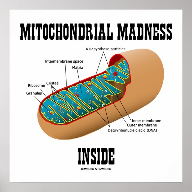 Mitochondrial Madness Inside Mitochondrion Biology Poster (Front)