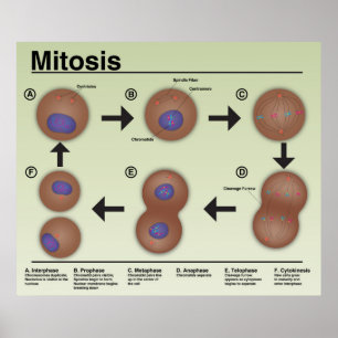 Mitosis Classroom Poster *Updated*