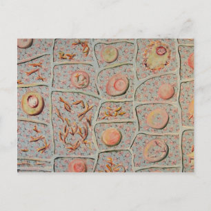 Mitosis Postcard