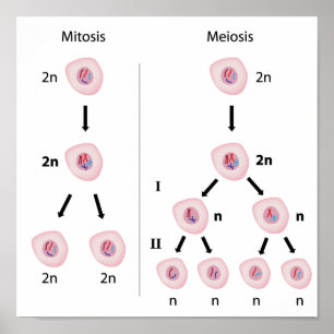Mitosis versus meiosis Poster