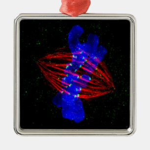 Mitotic Metaphase Metal Ornament