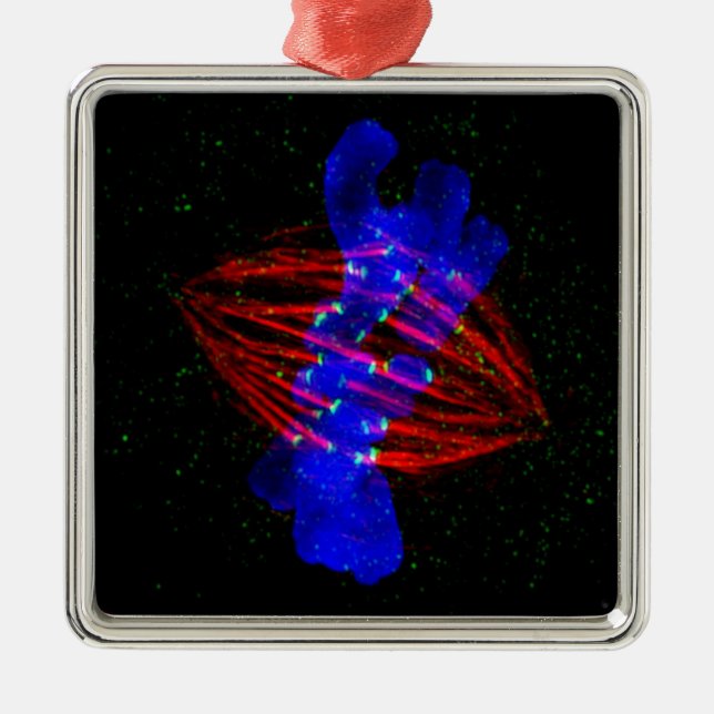 Mitotic Metaphase Metal Ornament (Front)