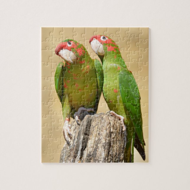 Mitred Parakeet on wood post Postcard Square Stick Jigsaw Puzzle (Vertical)