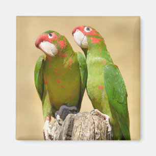 Mitred Parakeet on wood post Postcard Square Stick Magnet