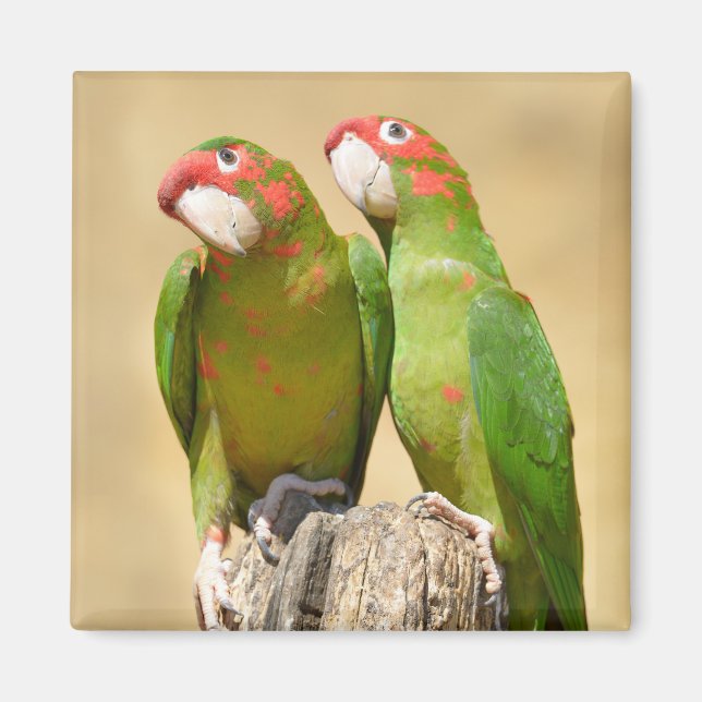 Mitred Parakeet on wood post Postcard Square Stick Magnet (Front)