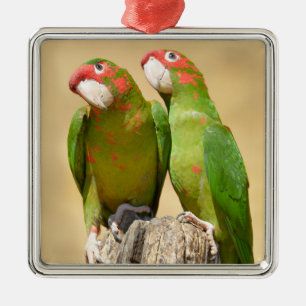 Mitred Parakeet on wood post Postcard Square Stick Metal Ornament