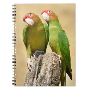 Mitred Parakeet on wood post Postcard Square Stick Notebook