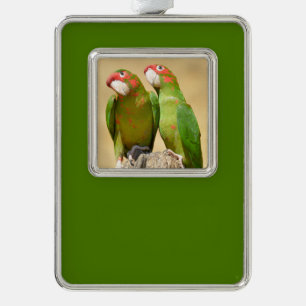 Mitred Parakeet on wood post Postcard Square Stick Silver Plated Framed Ornament