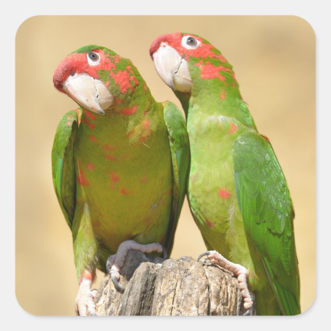 Mitred Parakeet on wood post Postcard Square Sticker (Front)