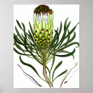 Mix Flora 601 print 1 Vintage Botanical Art poster