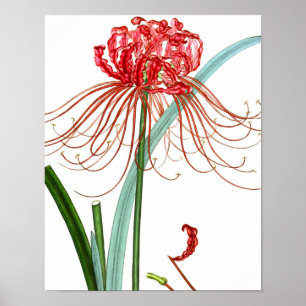 Mix Flora 601 print #2 Red Spider Lily flower
