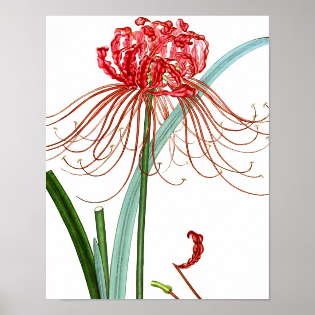 Mix Flora 601 print #2 Red Spider Lily flower (Front)