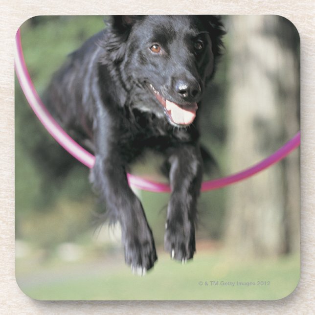 Mixed Border Collie Coaster (Front)