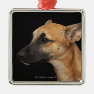 Mixed breed dog looking to the left on black metal tree decoration