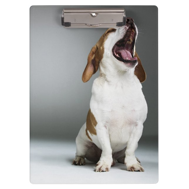 Mixed breed dog yawning clipboard (Front)