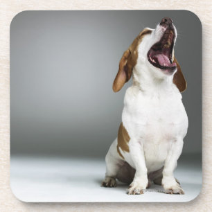 Mixed breed dog yawning, close-up coaster