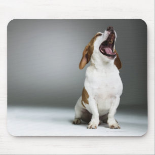Mixed breed dog yawning, close-up mouse pad