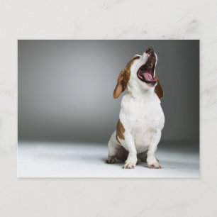 Mixed breed dog yawning postcard