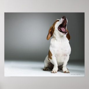 Mixed breed dog yawning poster