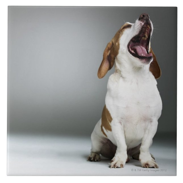 Mixed breed dog yawning tile (Front)