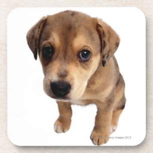 Mixed-Breed Puppy Coaster
