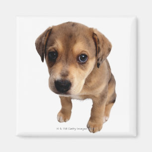 Mixed-Breed Puppy Magnet