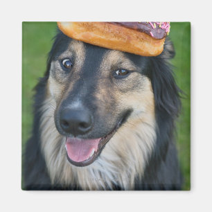 Mixed breed shepherd with doughnut on head magnet