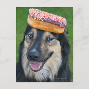 Mixed breed shepherd with doughnut on head postcard