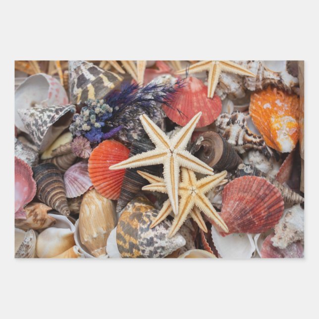 Mixed Colourful Seashells and Starfish  Wrapping Paper Sheet (Front)