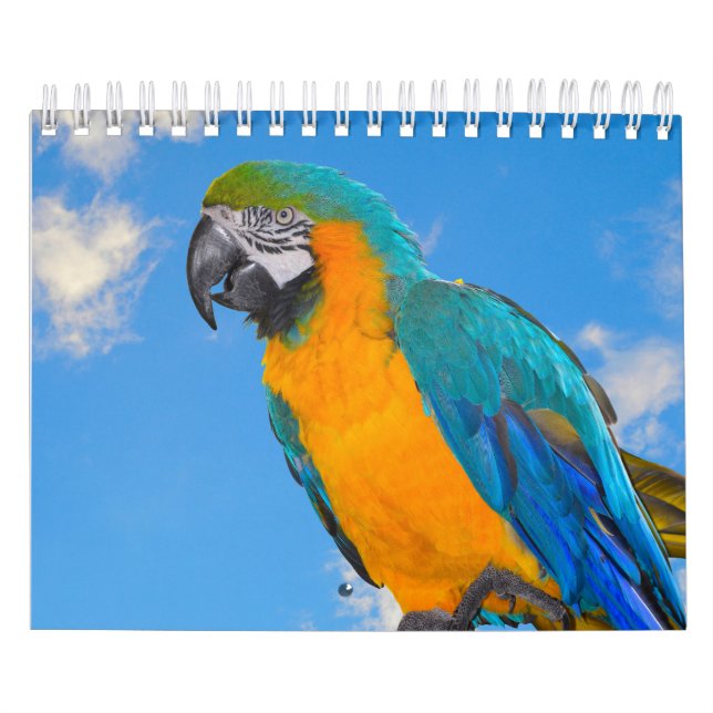 Mixed Parrots Calendar (Cover)