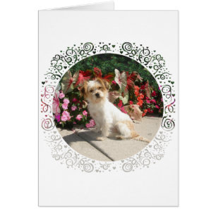 Mixed Terrier Breed Rescue Doggie