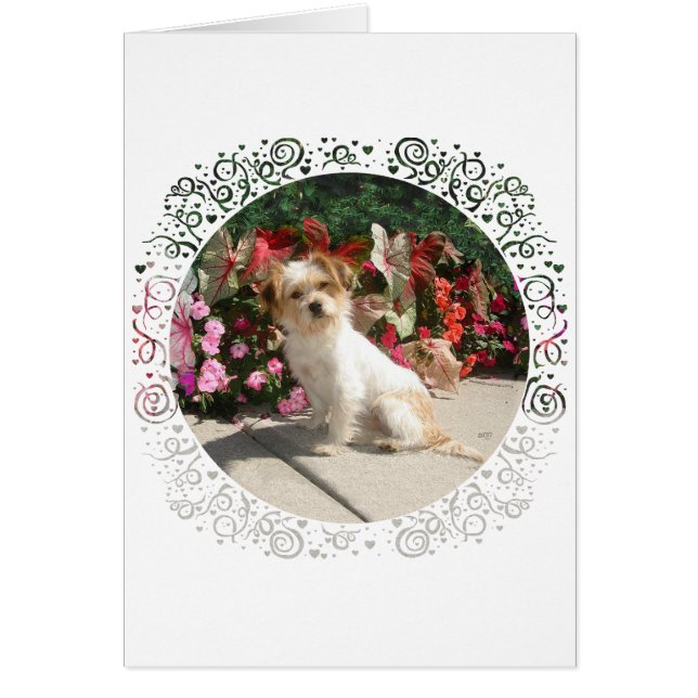Mixed Terrier Breed Rescue Doggie (Front)